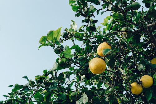 citronnier