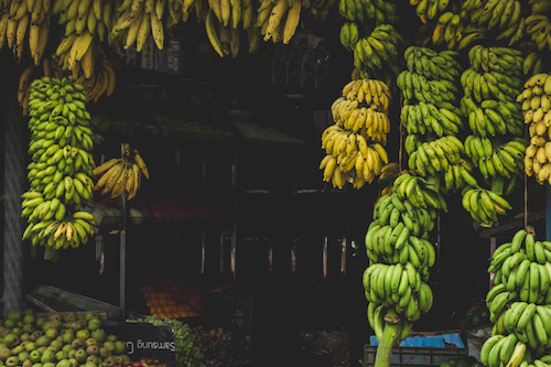 Comment Empêcher les Bananes vertes de Mûrir?