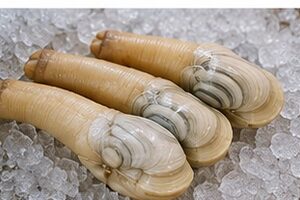 Quel goût a le geoduck ?